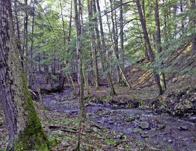 Woodland Gift adds to Emerald Necklace The Land Trust has sold a 35-acre property in Danby, Tompkins County, with the proceeds to be used in support of local land conservation projects, as well as