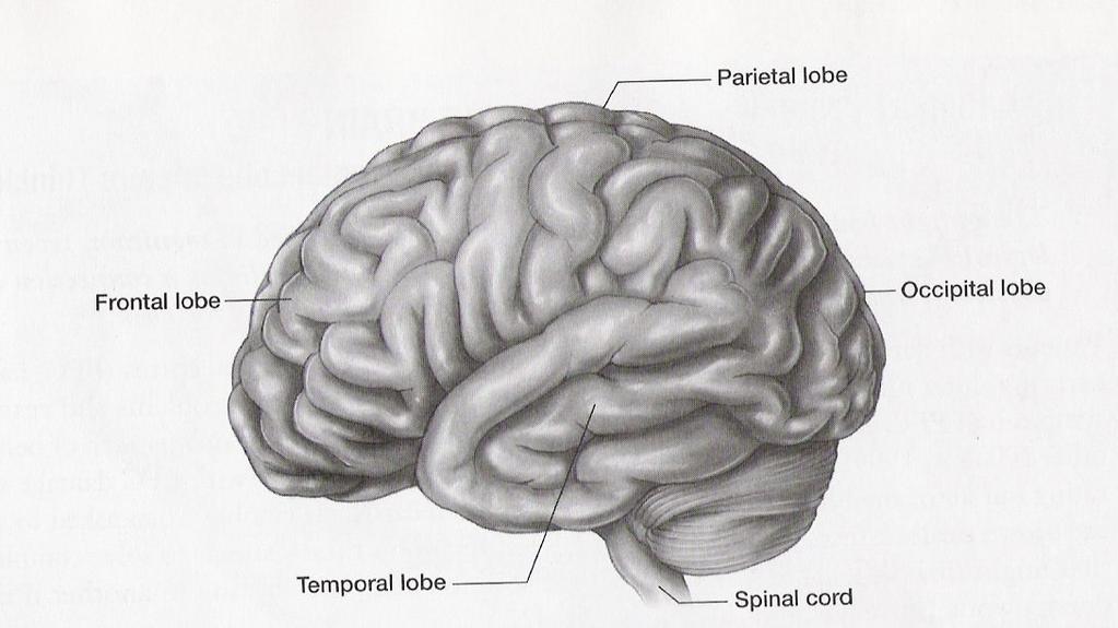 2.4.2 In kort: Anatomie van die brein Om die breinstrukture en hul funksies kortliks te probeer uiteensit, is bykans onmoontlik, want alhoewel al die verskillende breinstrukture met n bepaalde