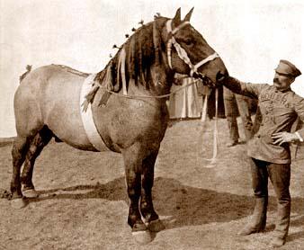 The Belgian Draft Horse: History and Origin of the Breed http://www.imh.org/imh/bw/bel.