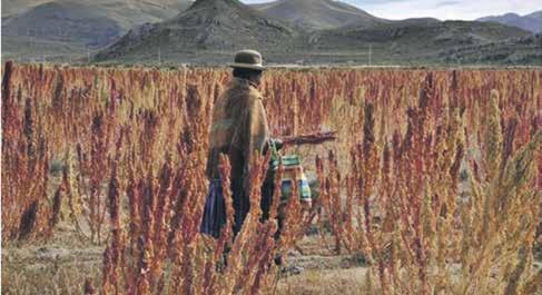 However, prices for quinoa have rocketed in recent years as demand exceeded supply. Researchers believe the genetic code will rapidly lead to more productive varieties that will push down costs.