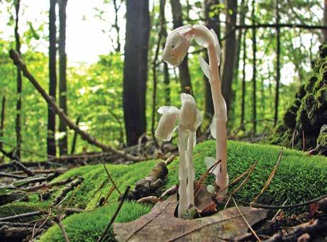 A Closer Look The Ghost in the Woods This was a great summer for Ghost Pipes (Monotropa uniflora).