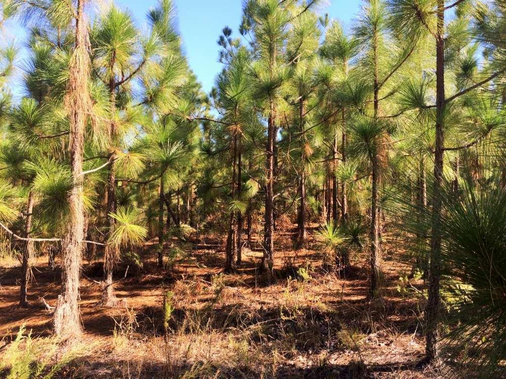 The 51 +/- acre stocked lake on the property is fed by springs and Lower Alligator Creek. There is a mobile home, power, well, and septic on site.