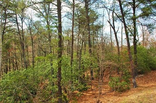 OVERVIEW: An incredibly well-priced lot remains from this offering of peaceful mountain homesites. This half acre lot is the perfect place to build your home or rental cabin!