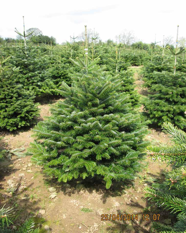CHRISTMAS TREE BUSINESS AND GROWING CROP We believe that the combination of tree quality, technical knowledge and diverse markets offers the purchaser a real opportunity for rapid growth or