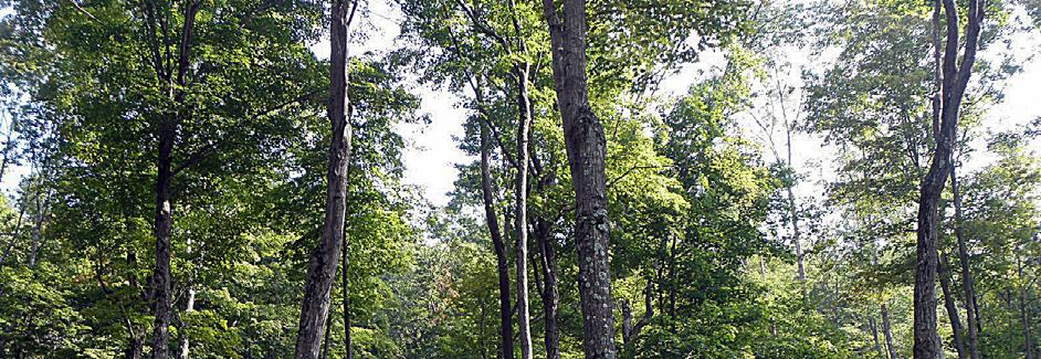 RED ROCK FORESTS 1 & 2 Two recreational lots with retreat cabins, situated in central Pennsylvania s most rural region, offer hiking,