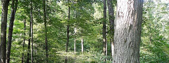 WOODLOT OPPORTUNITY: RED ROCK ONE Lying squarely within Northeastern Pennsylvania s scenic Endless Mountain Region, the property hosts a valuable hardwood timber resource that represents over half of