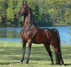Uricchio at: 413-345-0183 / E-Mail: curicchio@umass.edu to schedule an appointment to view this horse.