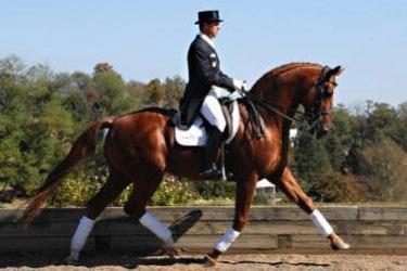 Celle State Stallion o Overall Index: 122.95 Dressage: 126.21 Jumping: 119.
