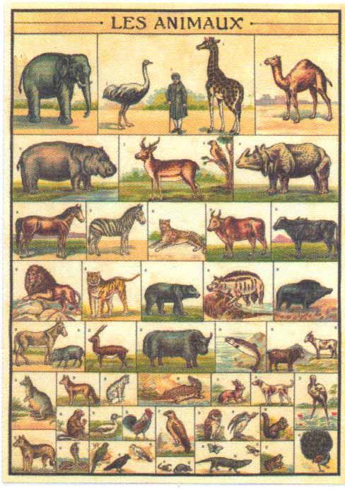 Animal Chart 