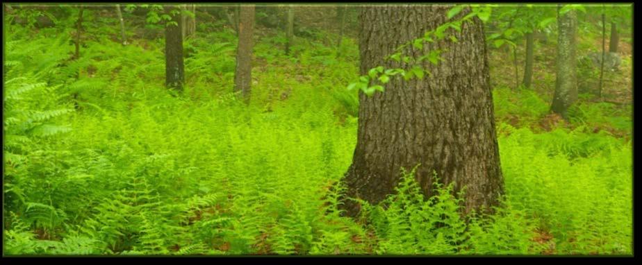 Status of Vermont s Forests Approximately half of the eligible forestland in VT is enrolled