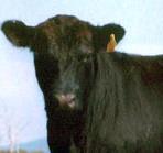 Saturday, 10th May 2014 OUTSTANDING INSPECTED CATTLE Ramsey & Bulmer