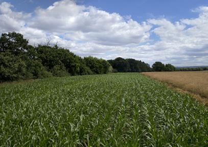 26 acres) Arable Farmland with some Grassland First Placed in National Yen Yield Trials 2015
