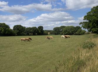 The Property Manor and Duxford Farms have been owned and farmed by the current owners for over twenty years and run as an arable farm, with beef cattle utilising the farm s paddocks and water meadows
