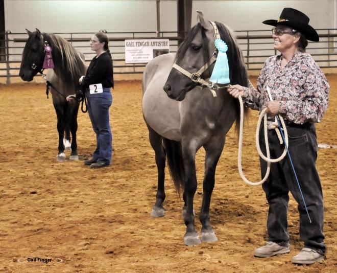 Johnny America - Nelis Family 5 Blazing Guns - Brooke Sims 6 CWH The Sea King - Tomlyn Grey OVERALL AIHR Champion O Halter 1