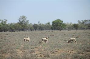 In part we consider this has been caused by the lack of quality listings available but also for country west of Charleville many landholders are holding off listing until seasonal conditions improve.