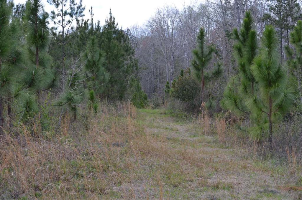 COLDWELL BANKER COMMERCIAL SAUNDERS REAL ESTATE Pine Ridge Timber & Recreational Tract features hills full of planted pines matched with hardwood creek bottoms making this property a fantastic timber
