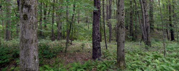 wildlife food plots or enhancing internal access trails and roads.