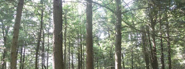 TIMBER (continued) Stocking & Stem Quality: Forest-wide, total basal area is 144 ft 2, representing fully-stocked, A-line conditions for mixed northern hardwoods and eastern hemlock stands.