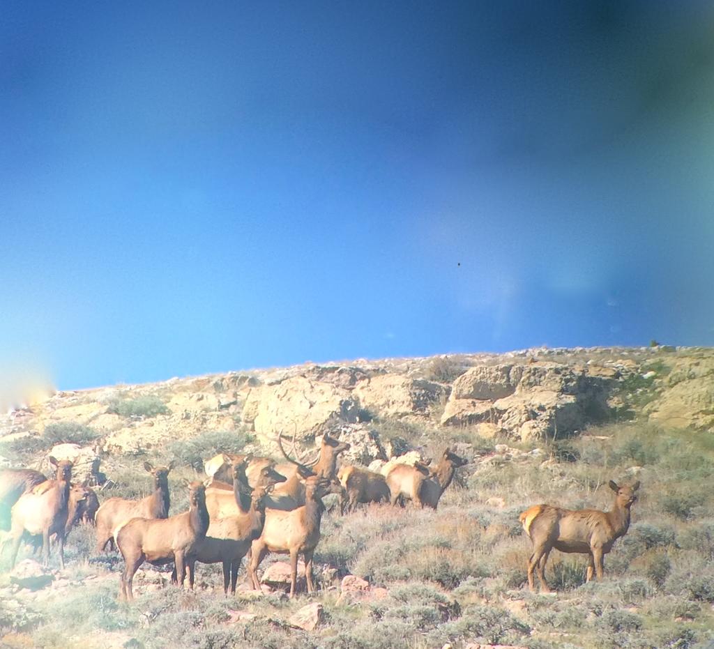 Elk on Sybille Springs Ranch. (photo taken through spotting scope) COMMUNITY AMENITIES Albany County sits in southeastern Wyoming bordering Colorado on it southern side.