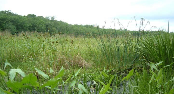 Restoration: Shallow marsh wetlands restored to