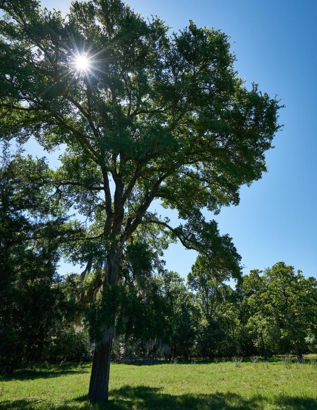MILLICAN CREEK RANCH The ranch is conveniently located just 9 miles south of College Station.