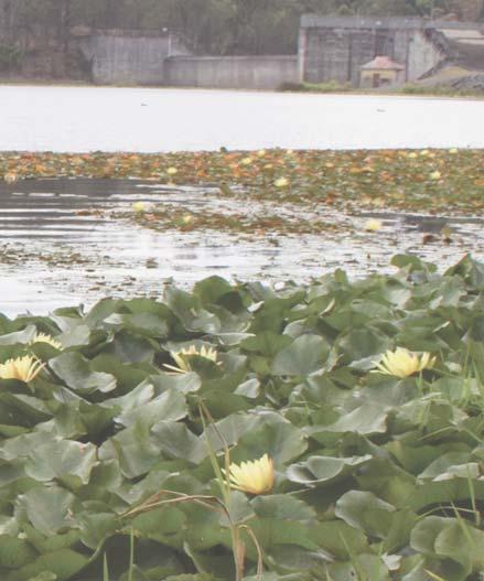 Serious aquatic weeds like Water Hyacinth, Salvinia and Cabomba are very invasive and out-compete local species, seriously affecting the local ecology and water quality.
