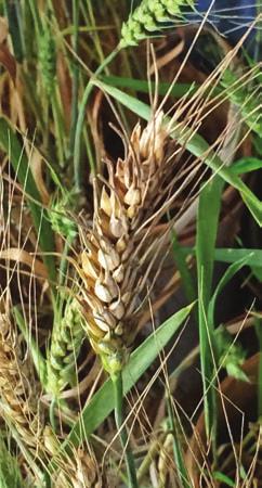 The wheat blast disease is seed-borne. Grasses may also be an alternative host for the disease.