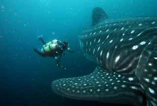 Conditions are calm for the majority of the year and the marine life is remarkable. This area is also a common sighting ground for the amazing whale shark.