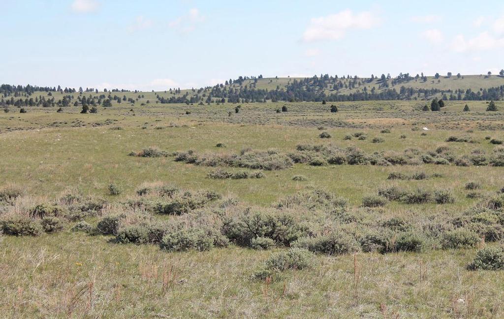 CARRYING CAPACITY / RANCH OPERATIONS The Laramie Peak Hunting Property has historically run 15 to 20 yearlings for six months from June through November.