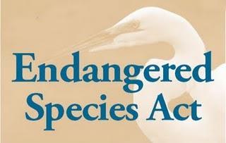Endangered Species Act 1973 legislation creates listing of threatened and endangered species subject to federal protection Notable