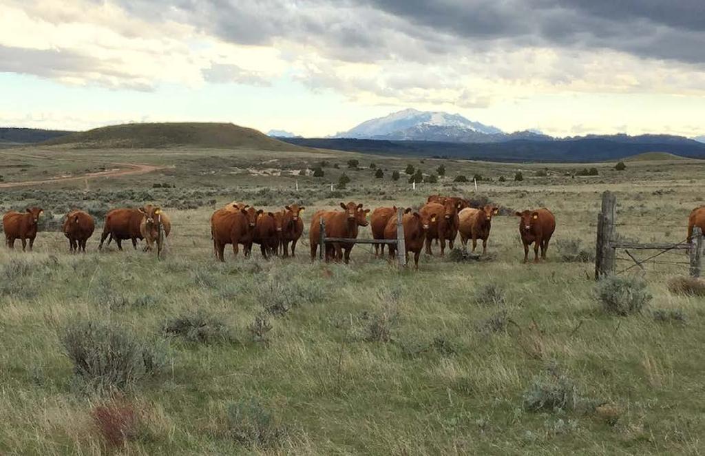 LOCATION & ACCESS The CK Cattle Company is located approximately two miles south of Glendo, Wyoming with Interstate 25 traversing through the eastern portion of the ranch for approximately 4-1/2