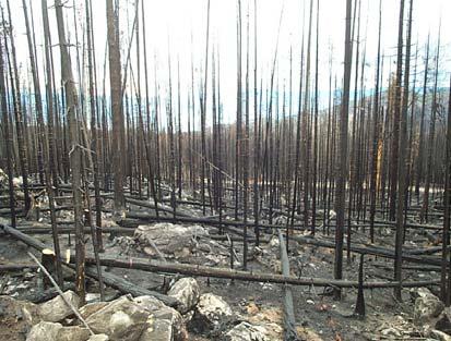 Wildfire Hazard Development Permits The Okanagan has a naturally dry climate and a community interface with large forested areas. Wildfire will be an ever-present threat.