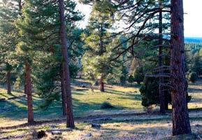 Approximately 2,700 acres comprise well-stocked pine plantation with the majority of this in the 15± to 35± year class.