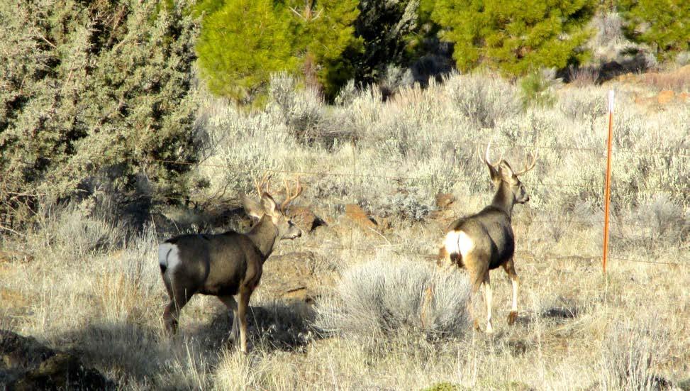 WILDLIFE AND RECREATION RESOURCES The ranch and surrounding public lands are home to mule deer, elk, and antelope, and the ranch qualifies for as many as four landowner preference permits each year