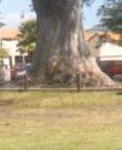 1.3 To remove those trees along the Napier and Karanema