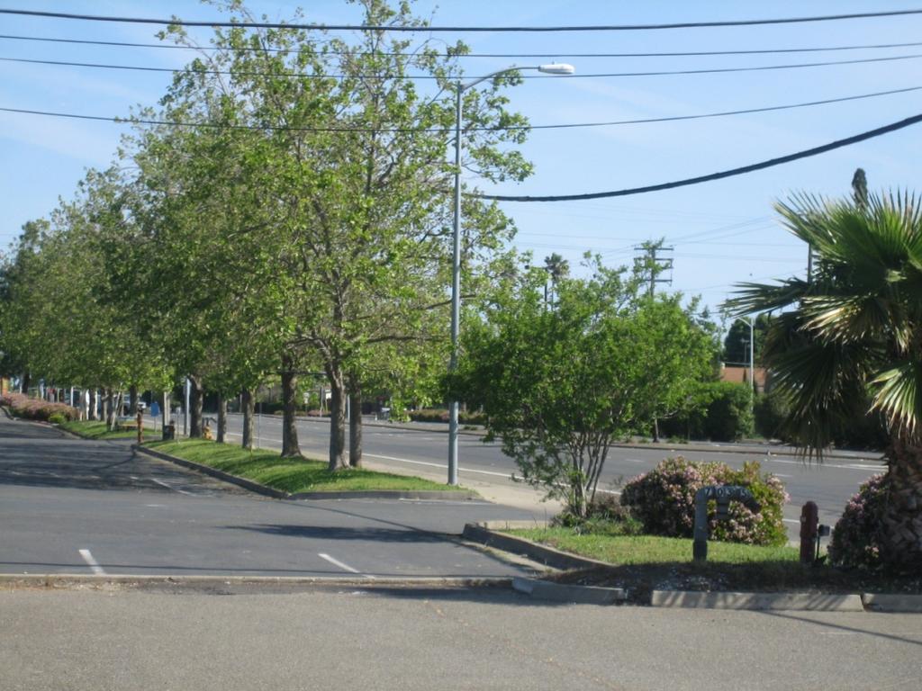 1. Photo of the landscaped frontage area facing Watt Avenue for the property to the north of the proposed project site. Direction of the photo is toward the northeast.