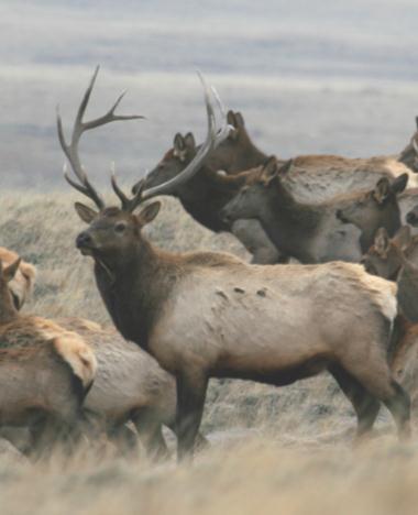 hunting; while antelope hunting is available on the High Plains.
