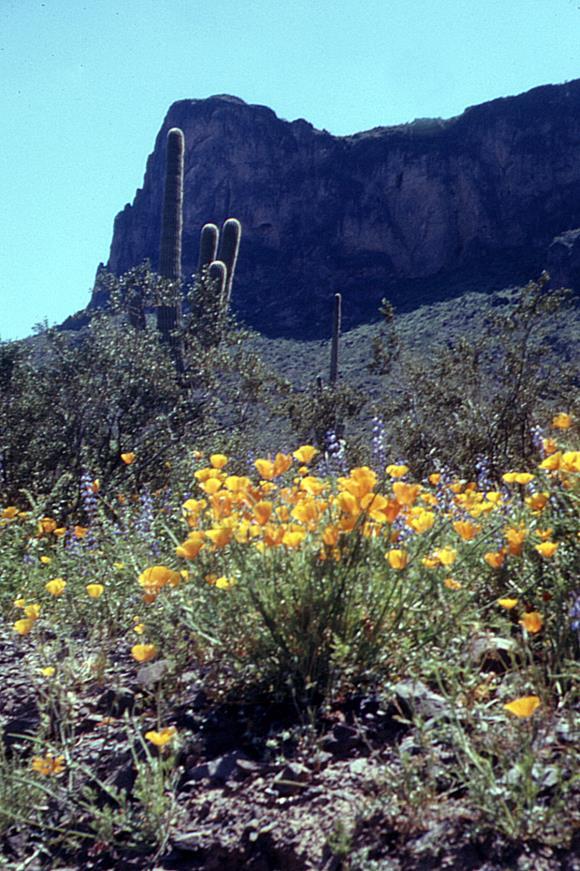 Example: Arizona Preserve Initiative Program established in 1996 to provide a mechanism for the sale of state trust lands in Arizona for conservation purposes Nomination process for lands that have