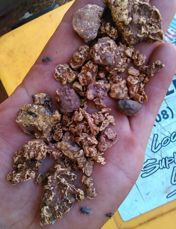 Gold nuggets - many associated with quartz veining fragments (Nuggets are up to