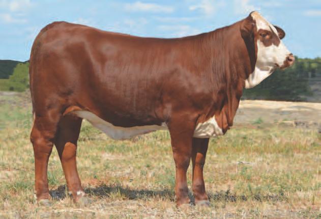 opportunity here to purchase a Captain Sugar daughter. They are few and far between. She is extremely correct yet powerful, fertile and an excellent milker.