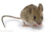 The best-known mouse species is the common house mouse (Mus musculus). They are known to invade homes for food and shelter.