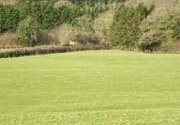 5 acres Viewing by appointment only through the Sole Agents: Exmoor Farmers Livestock