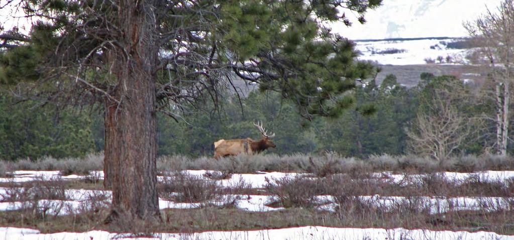 Many trophy size Elk and Deer have been harvested.