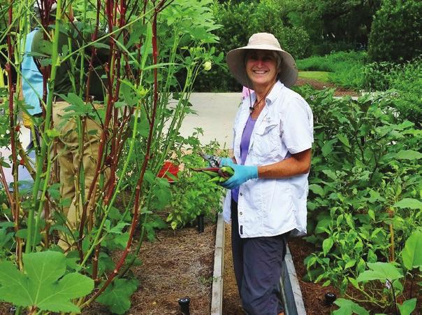 A McGovern Centennial Gardens volunteer harvests okra. Maintenance & Volunteers Volunteers work to remove invasive species from the Park.