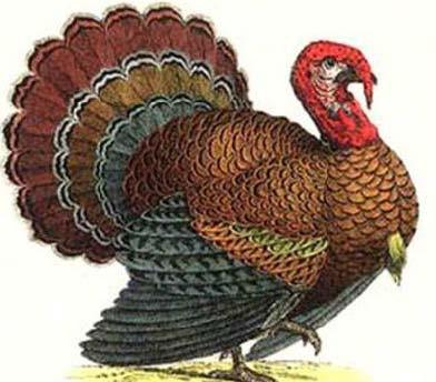 Thankful Turkey Talk: Management Report by Mike Peabody I m happy to present the Plainfield Coop s 203 Management Report.