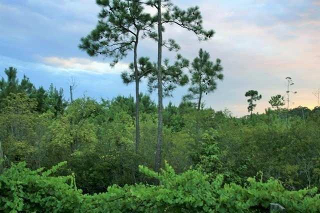OVERVIEW: Come and take a look at this great timber and hunting tract located in