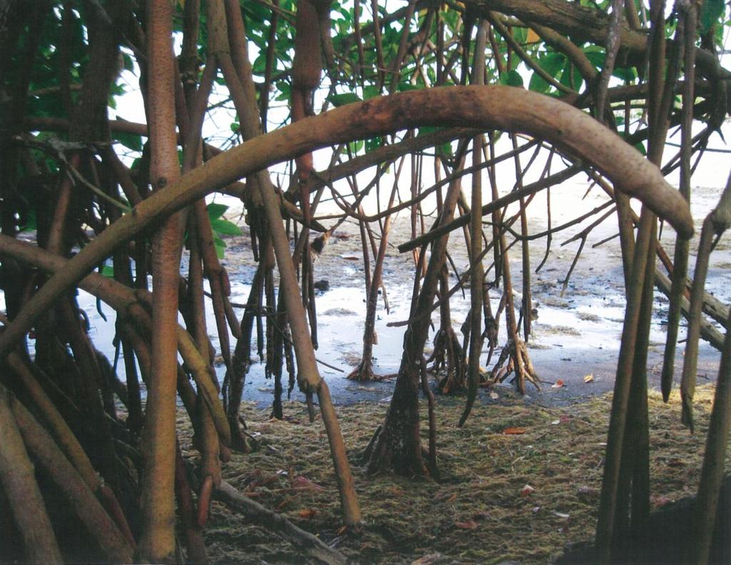 Section II Red mangrove roots in