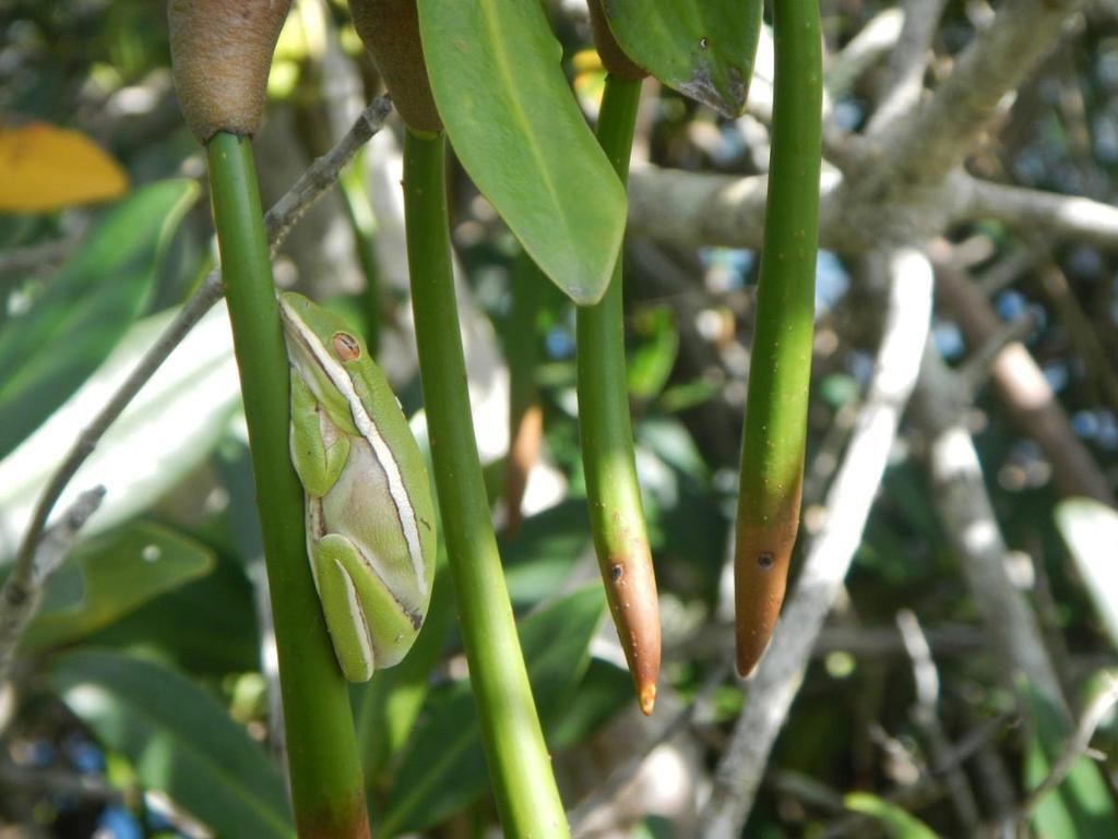 Section I Green treefrog propped in the propagules at the