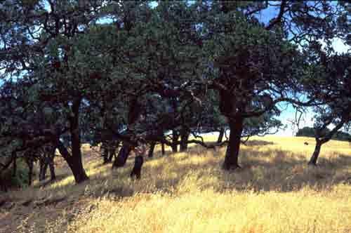 Mt. Diablo Transect 1992 85% of