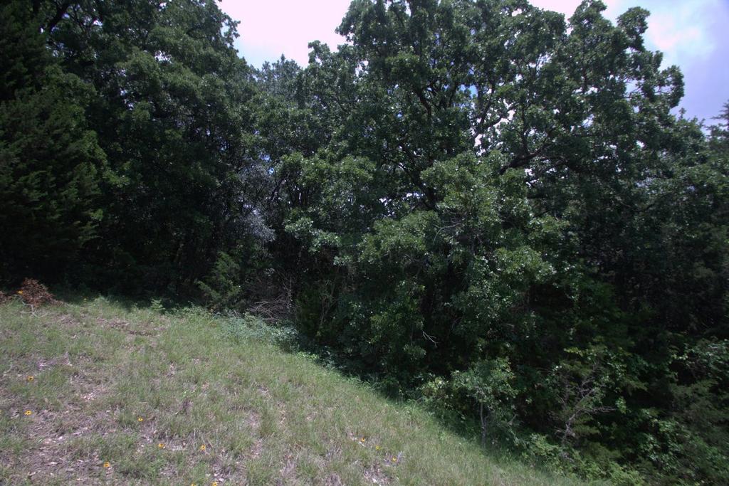 is surrounded by mature oak & pecan trees.
